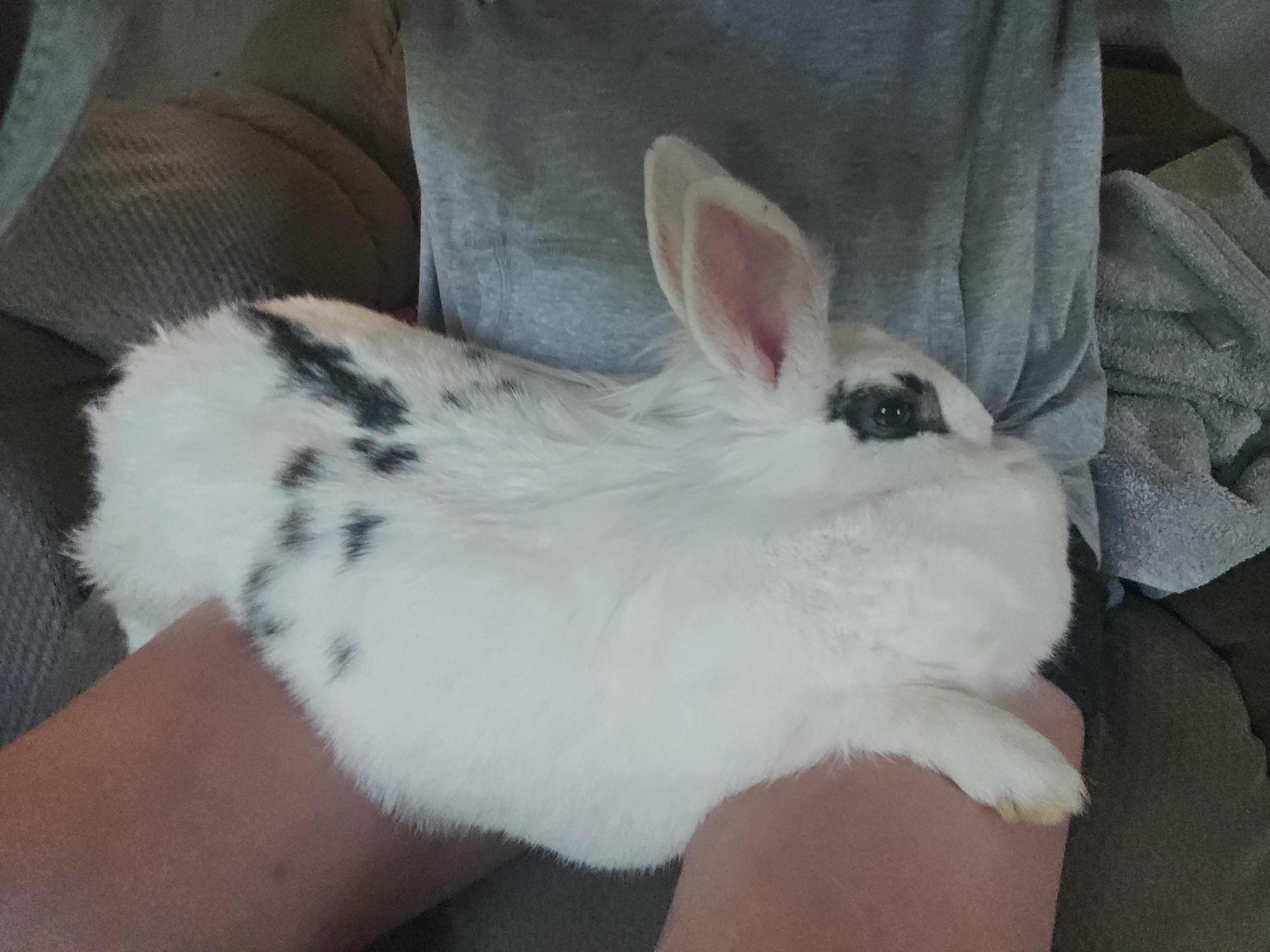 Enlarge Dolly, a Adoptable mixed breed in FOLEY, AL image 2/5