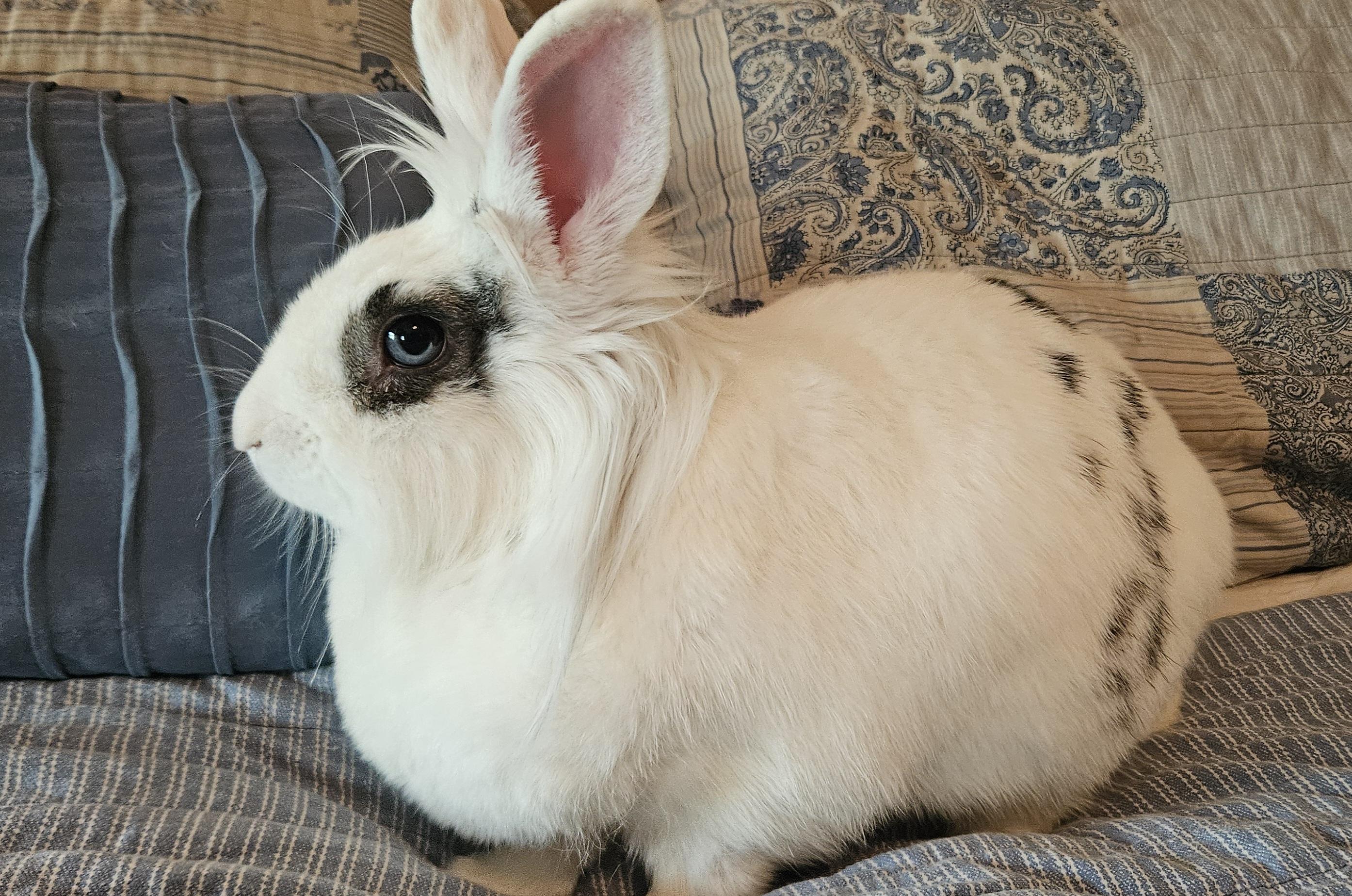 Enlarge Dolly, a Adoptable mixed breed in FOLEY, AL image 3/5