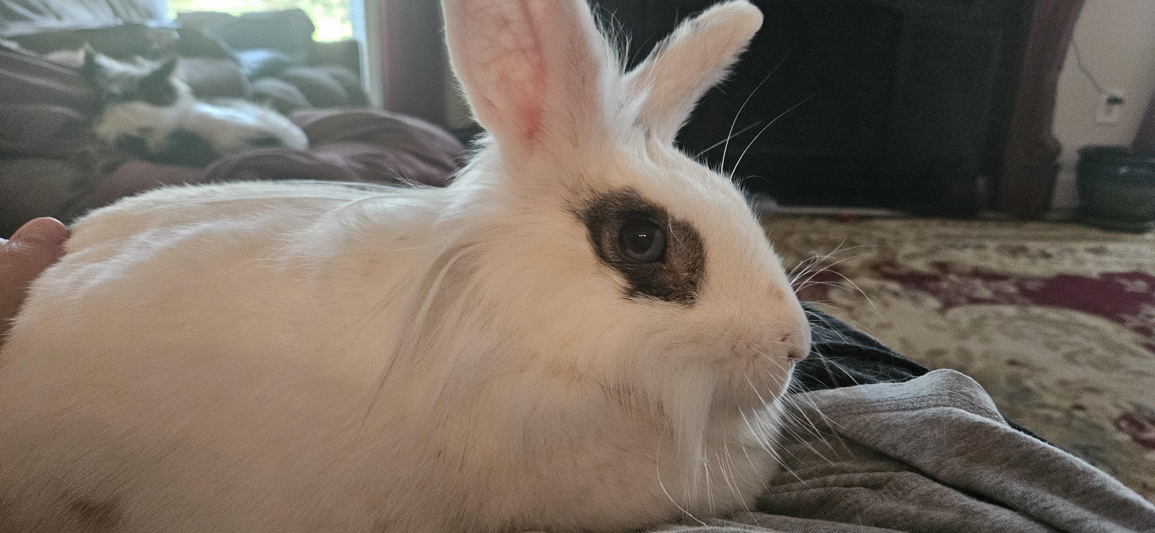 Enlarge Dolly, a Adoptable mixed breed in FOLEY, AL image 4/5