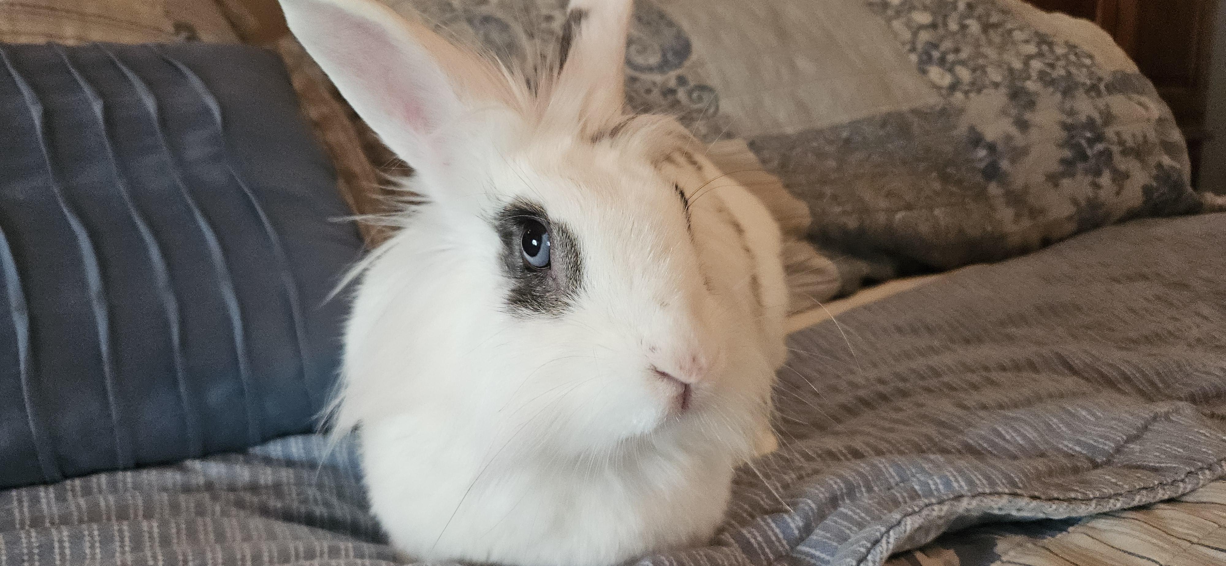 Enlarge Dolly, a Adoptable mixed breed in FOLEY, AL image 5/5