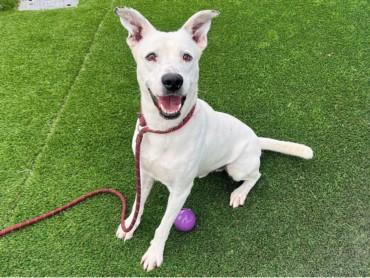 Enlarge JICAMA, a Adoptable mixed breed in Los Angeles, CA image 1/1