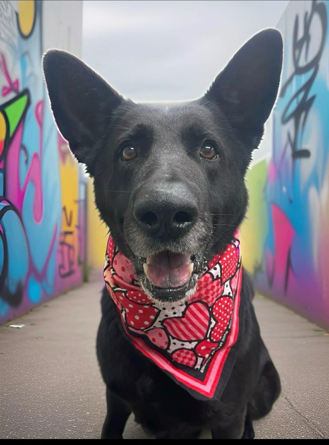 Enlarge Harah , a ADOPTABLE German Shepherd Dog in Chesterfield, MO image 1/3