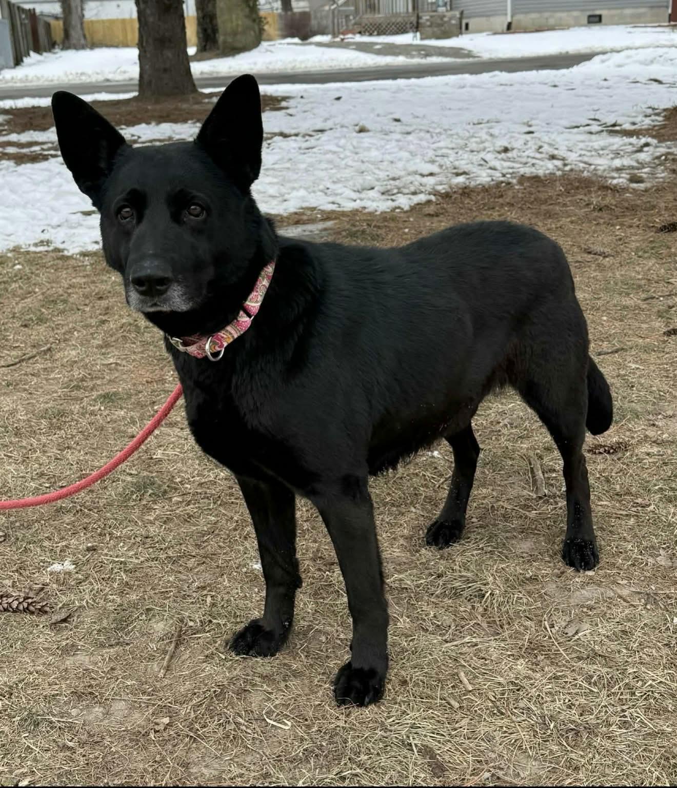 Enlarge Harah , a ADOPTABLE German Shepherd Dog in Chesterfield, MO image 2/3