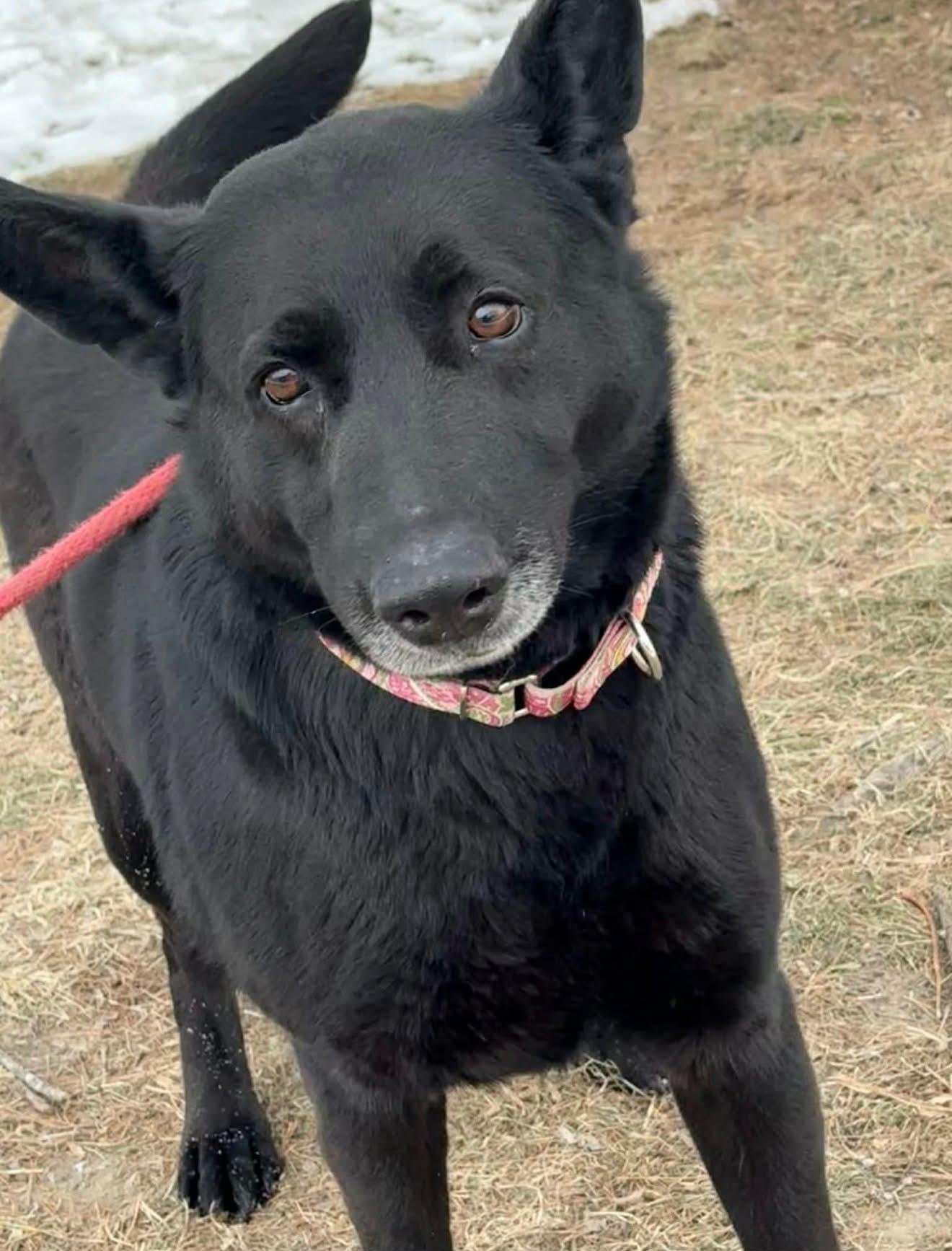 Enlarge Harah , a ADOPTABLE German Shepherd Dog in Chesterfield, MO image 3/3
