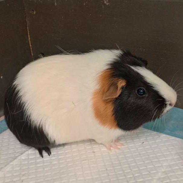 Cafe Creme, a Adoptable Short-Haired in Las Vegas, NV image 1/2