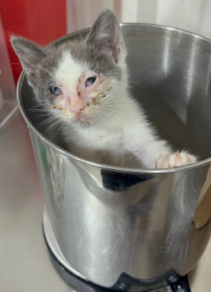 Paris Hilton, Adoptable, Young Female Domestic Short Hair.