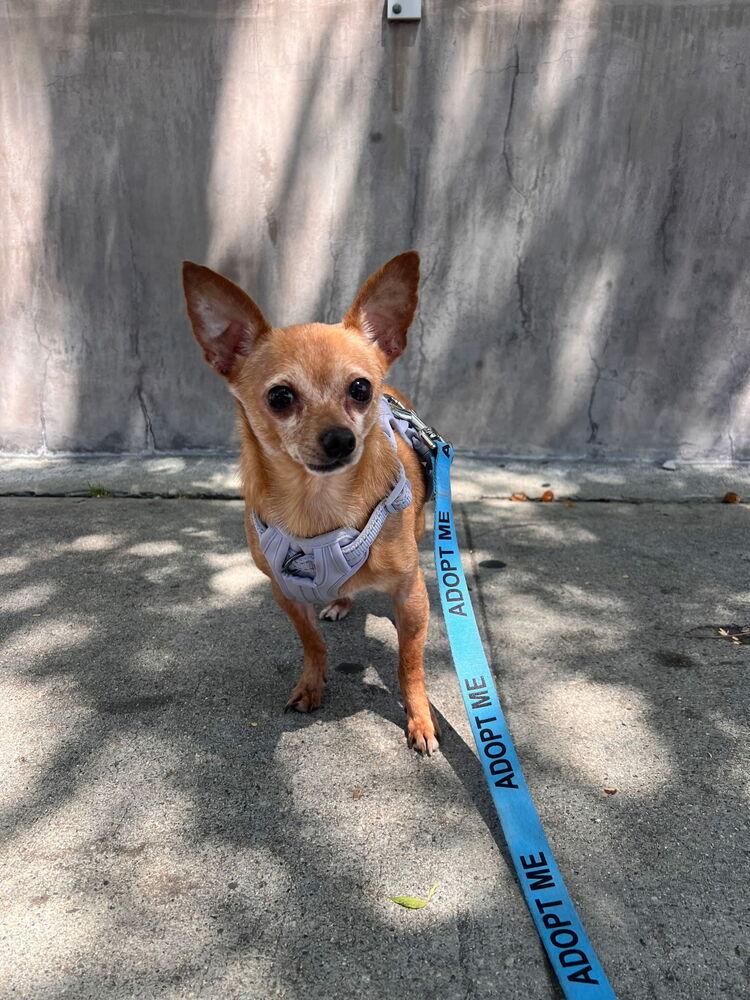 McIntosh Red #5058, Adoptable, Adult Male Chihuahua & Miniature Pinscher.