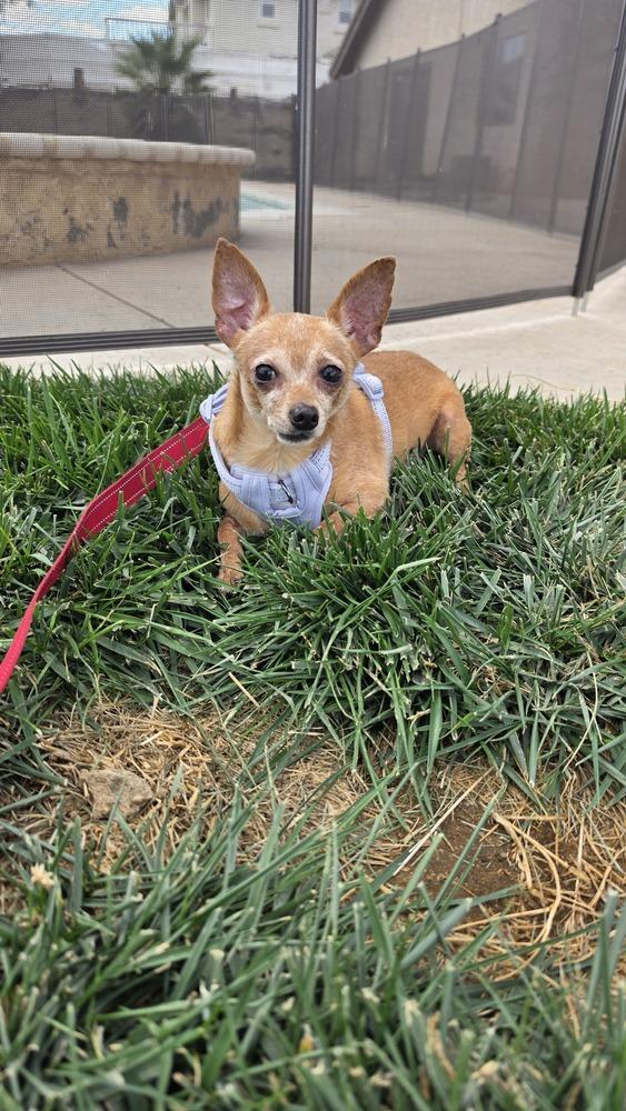 Enlarge McIntosh Red #5058, a Adoptable mixed breed in Studio City, CA image 2/6