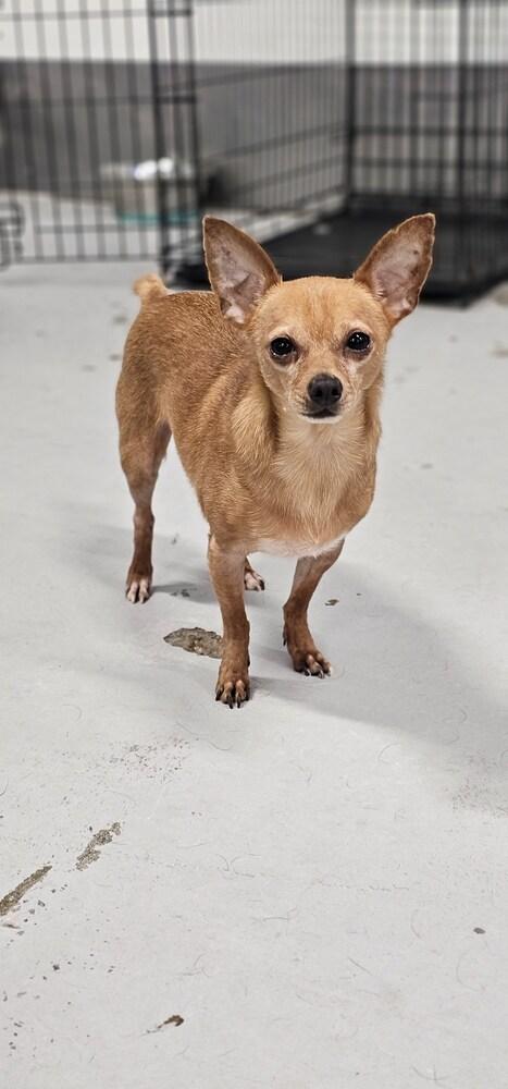 McIntosh Red #5058, Adoptable, Adult Male Chihuahua & Miniature Pinscher.