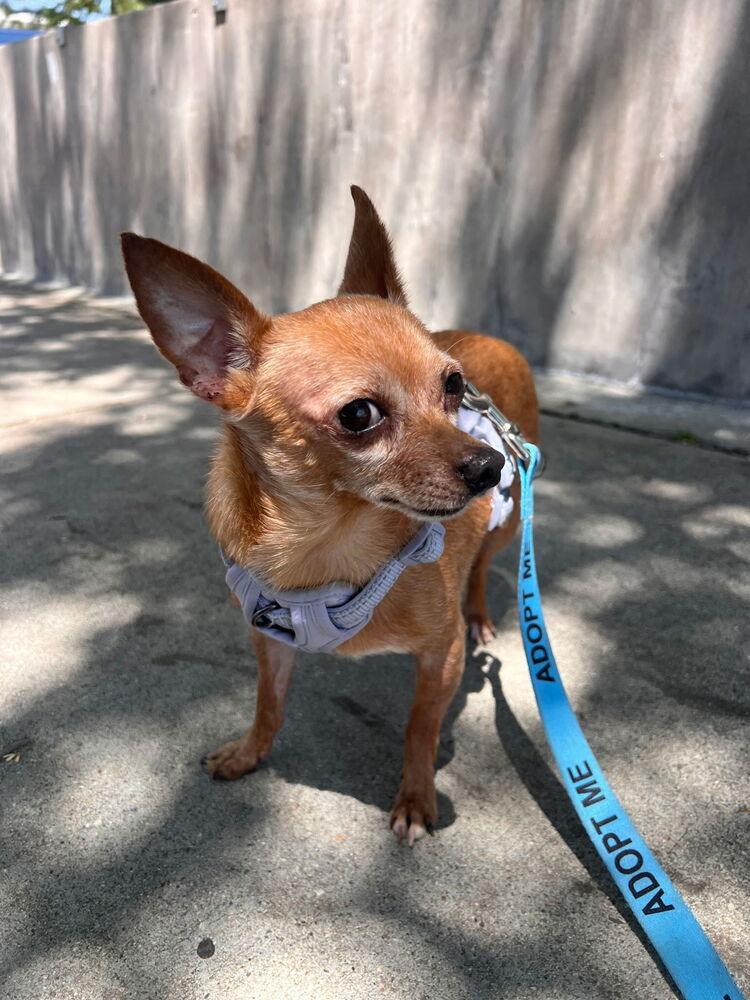 McIntosh Red #5058, a Adoptable mixed breed in Studio City, CA image 3/6
