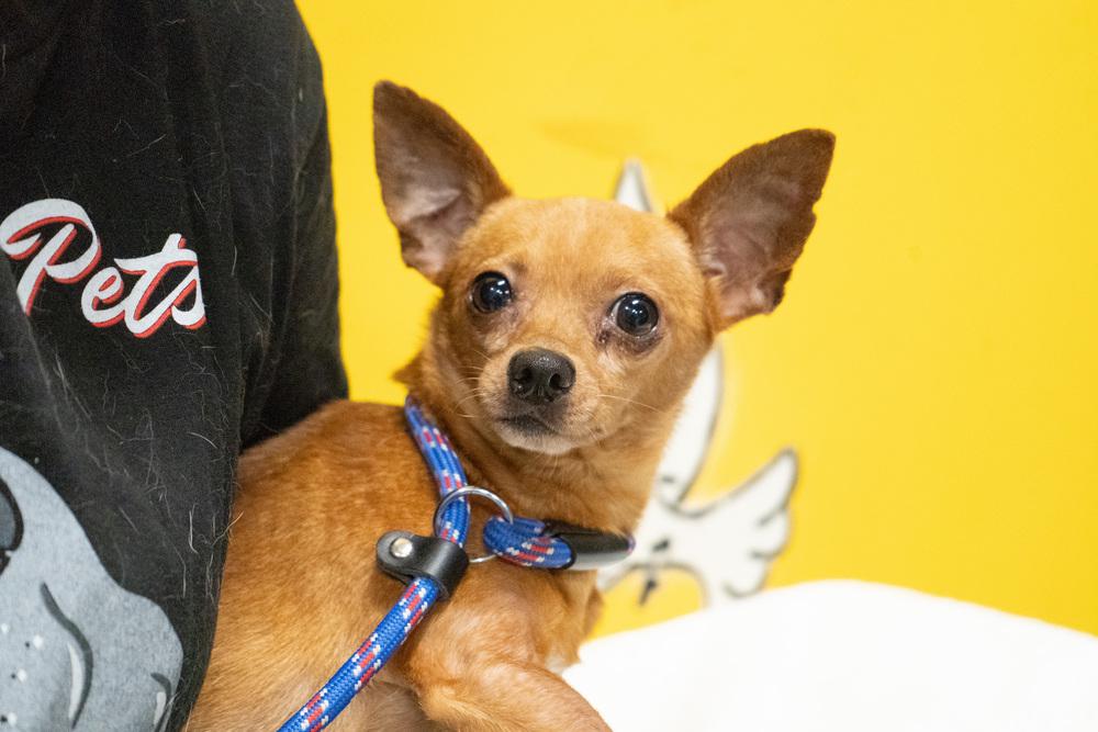 McIntosh Red #5058, a Adoptable mixed breed image 3/6