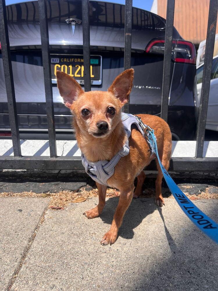 McIntosh Red #5058, a Adoptable mixed breed in Studio City, CA image 4/6