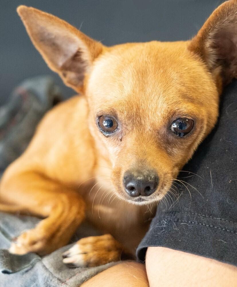 McIntosh Red #5058, a Adoptable mixed breed image 4/6