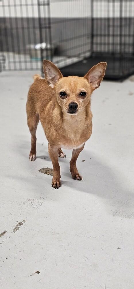 McIntosh Red #5058, a Adoptable mixed breed image 5/6