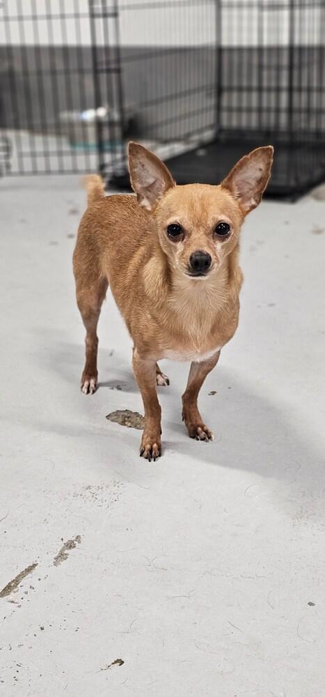 McIntosh Red #5058, a Adoptable mixed breed image 6/6