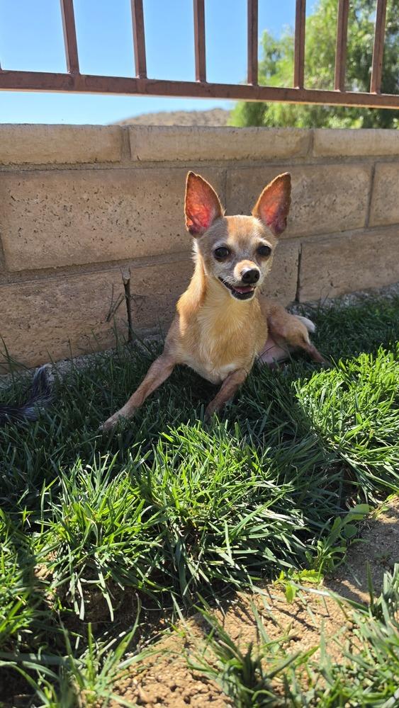 Enlarge McIntosh Red #5058, a Adoptable mixed breed in Studio City, CA image 5/6