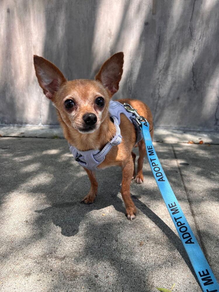 McIntosh Red #5058, a Adoptable mixed breed in Studio City, CA image 6/6