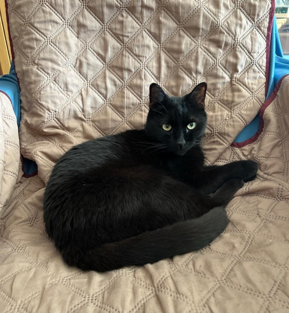 Onyx, Adoptable, Adult Female Domestic Short Hair.