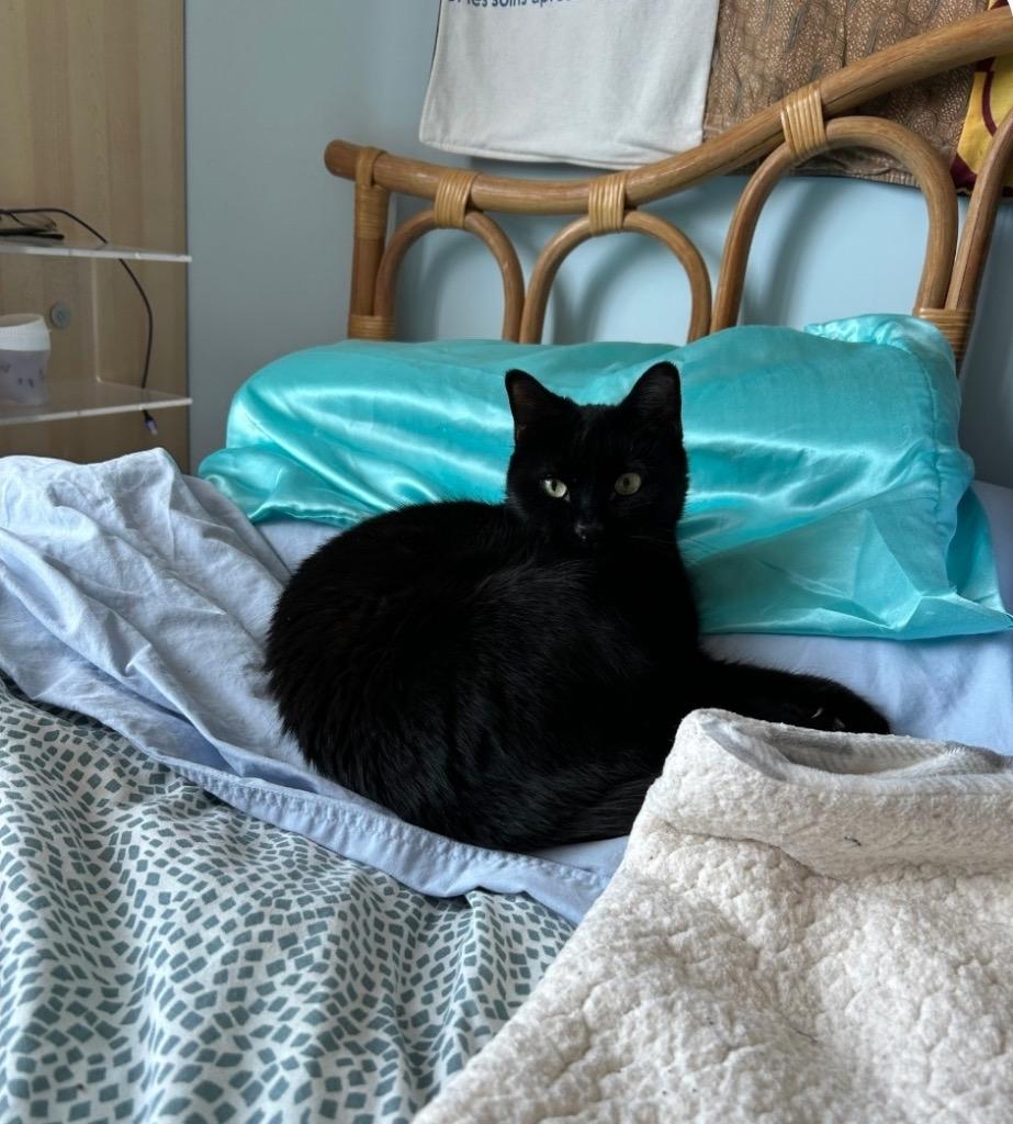 Enlarge Onyx, a Adoptable mixed breed in New York, NY image 2/6
