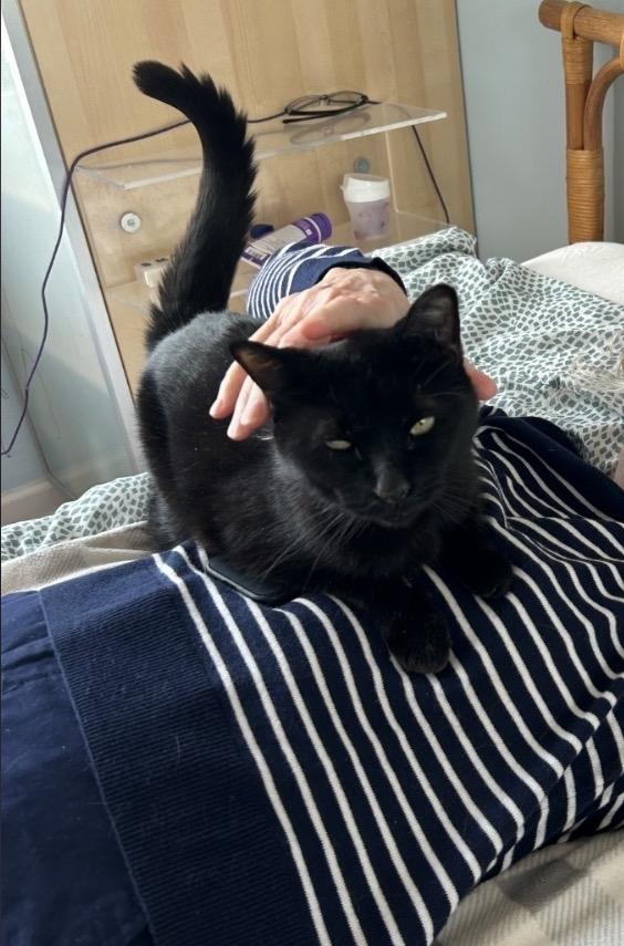 Enlarge Onyx, a Adoptable mixed breed in New York, NY image 3/6