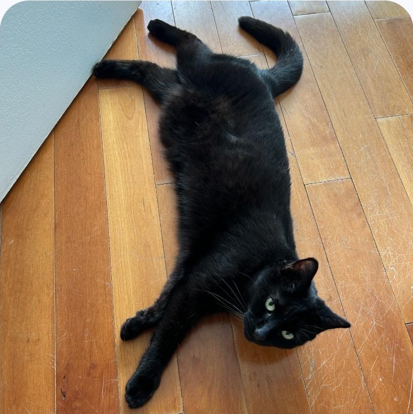 Enlarge Onyx, a Adoptable mixed breed in New York, NY image 4/6