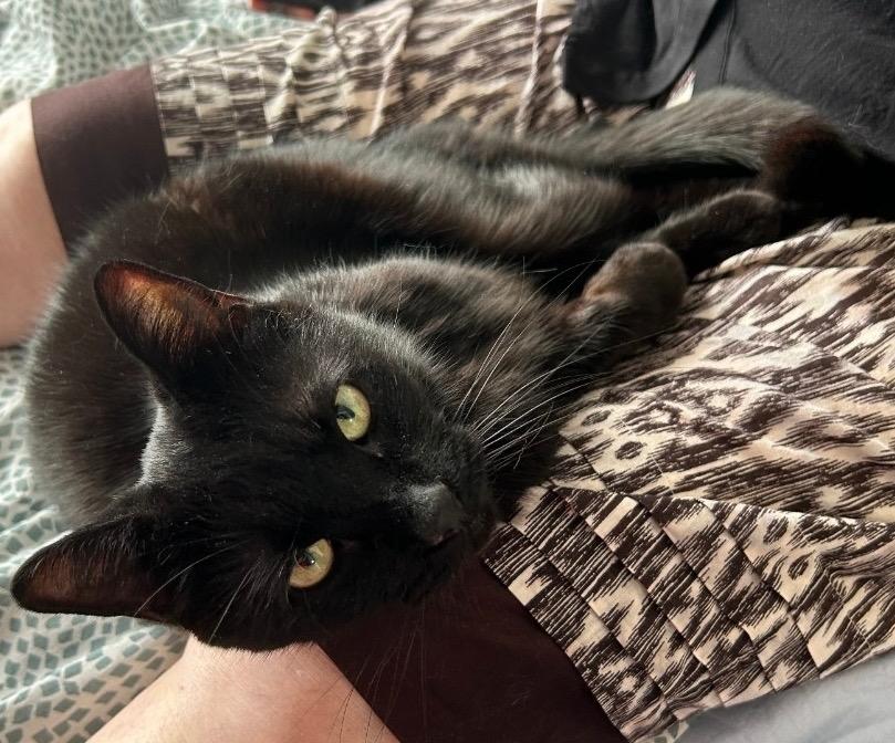 Enlarge Onyx, a Adoptable mixed breed in New York, NY image 6/6