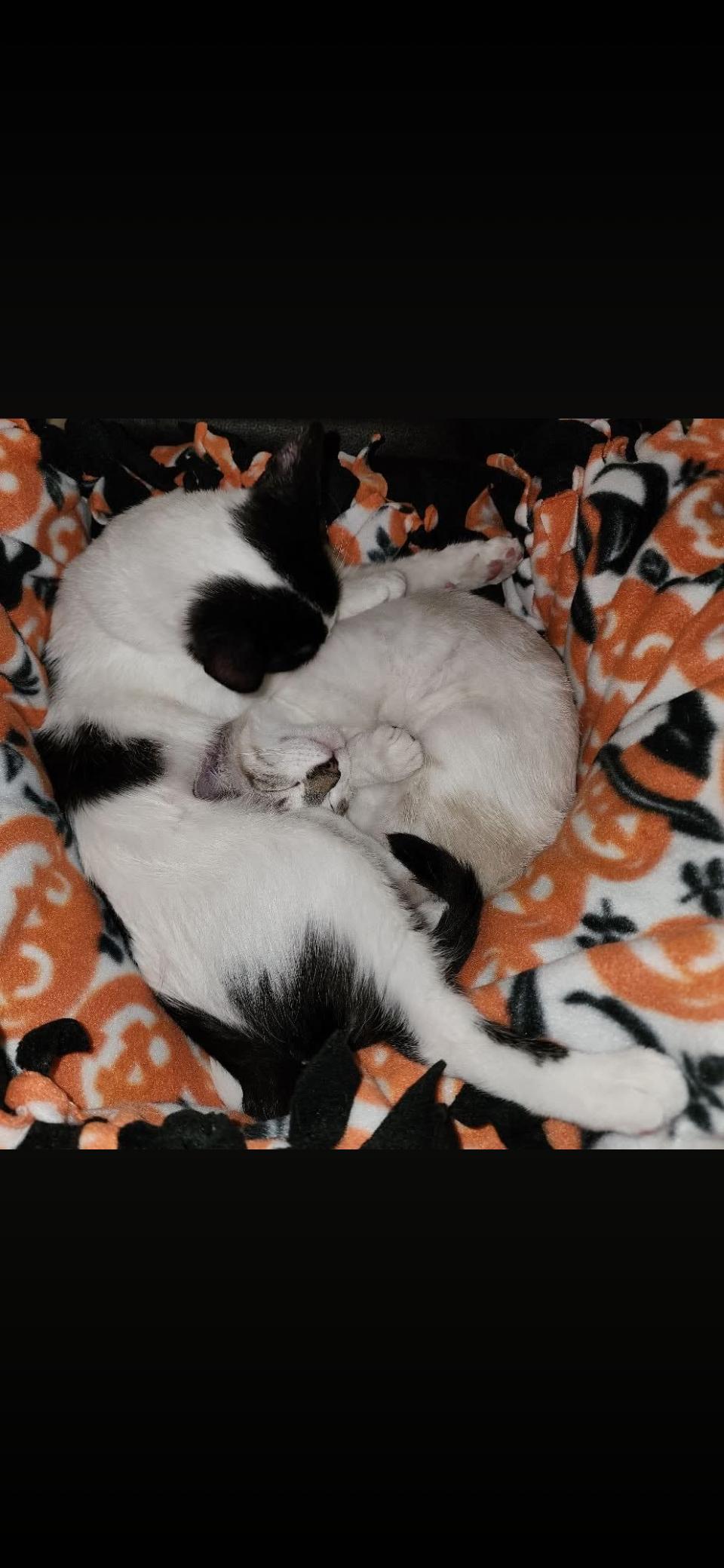 Enlarge Castiel (Bonded pair with Naomi), a ADOPTABLE mixed breed in Glendale, AZ image 2/3