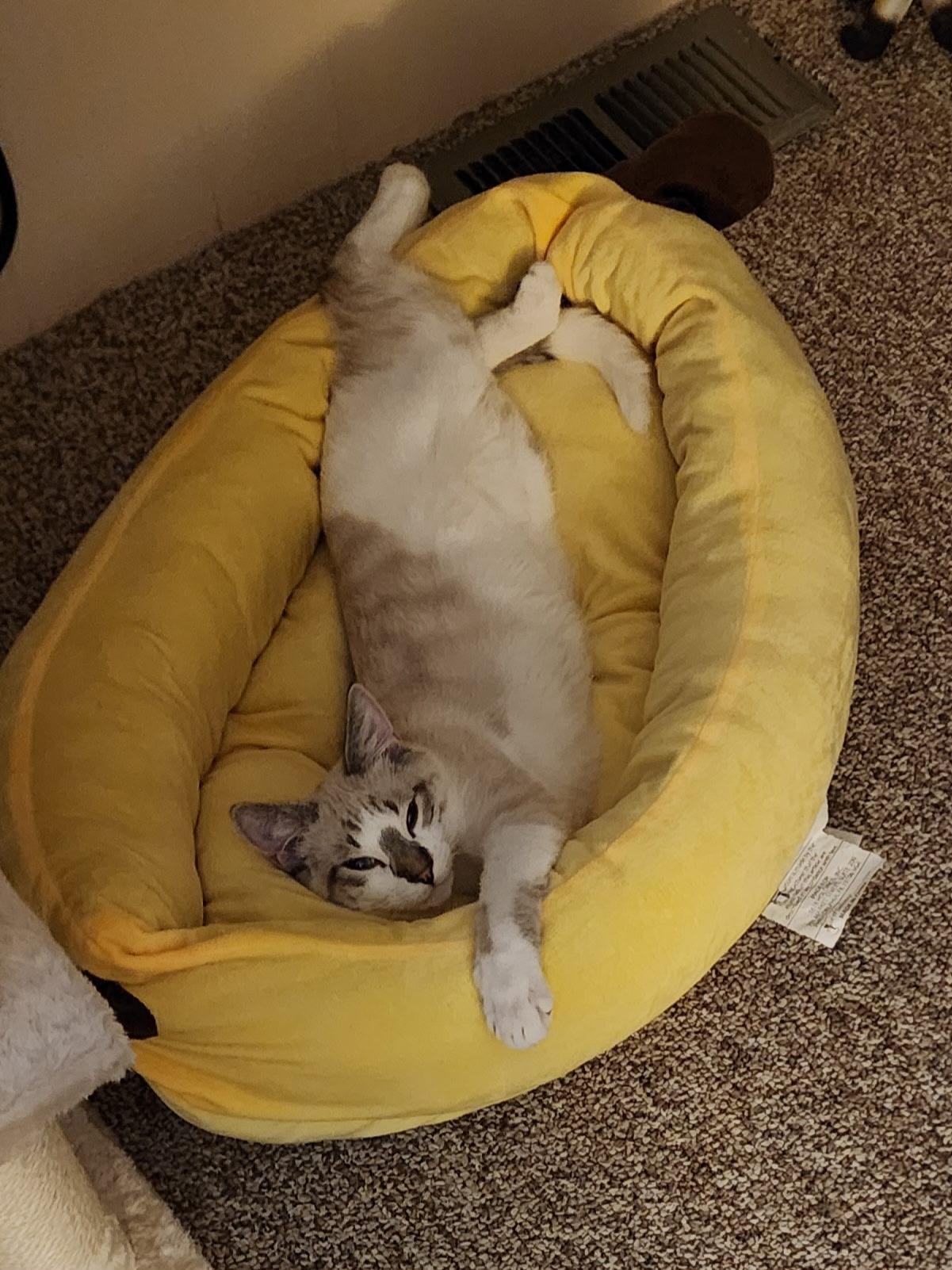 Castiel (Bonded pair with Naomi), ADOPTABLE, Young Male Domestic Short Hair & Siamese.