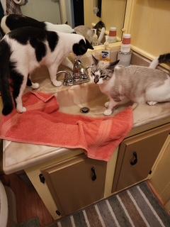 Enlarge Castiel (Bonded pair with Naomi), a ADOPTABLE mixed breed in Glendale, AZ image 3/3