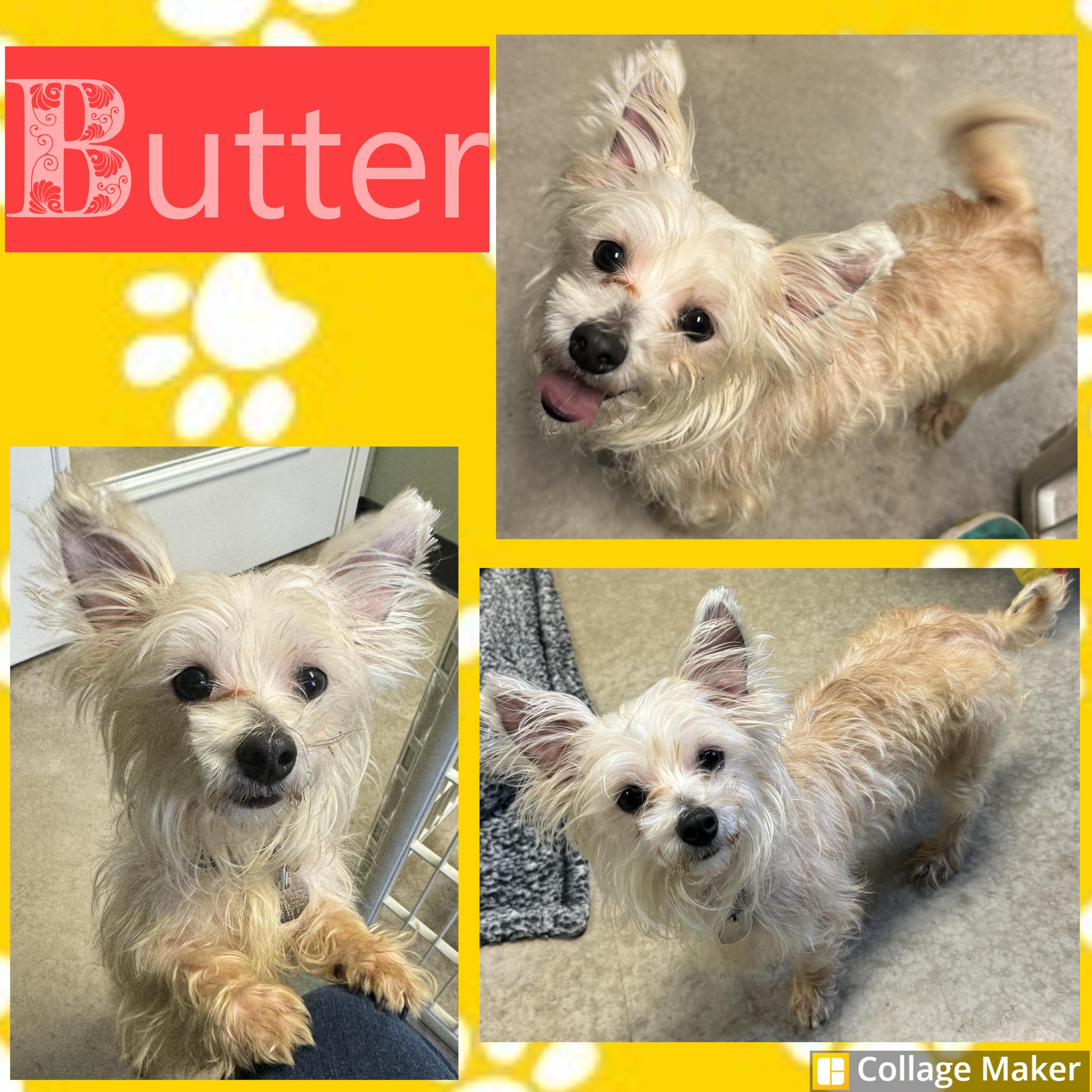 Butter, adopted, Senior Female Maltipoo.
