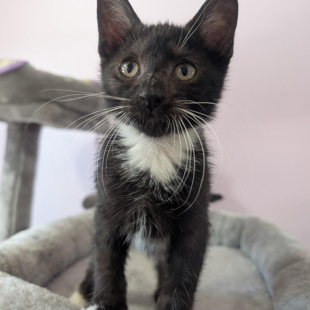 Enlarge Jinx, a Adoptable Domestic Short Hair in West Plains, MO image 1/1