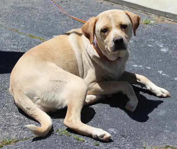 Enlarge LULU, a Adoptable mixed breed in Lexington, SC image 1/1