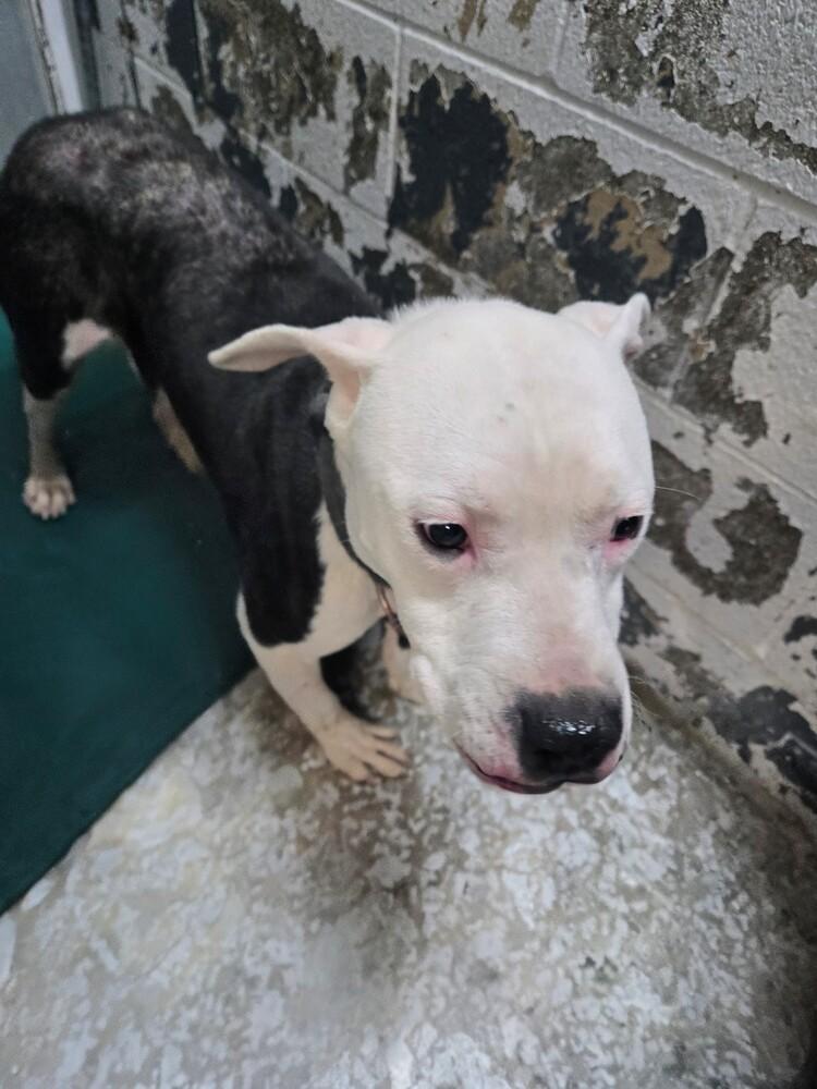 Enlarge Oscar #302, a Adoptable mixed breed in New Lexington, OH image 1/1