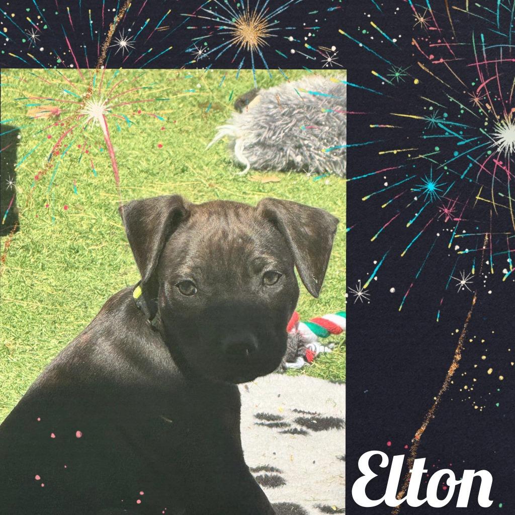 Enlarge Elton, a Adoptable Mixed Breed in Mesa, AZ image 1/3