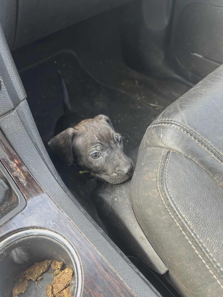 Enlarge Elton, a Adoptable Mixed Breed in Mesa, AZ image 2/3