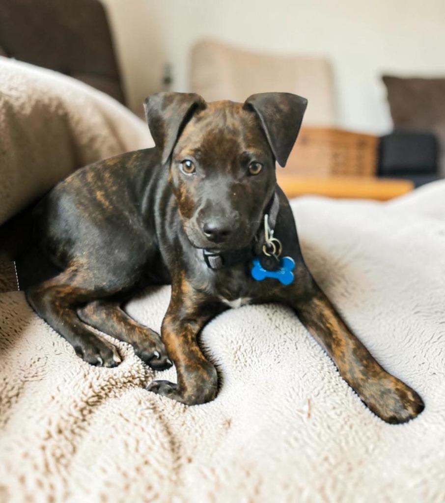 Enlarge Elton, a Adoptable Mixed Breed in Mesa, AZ image 3/3