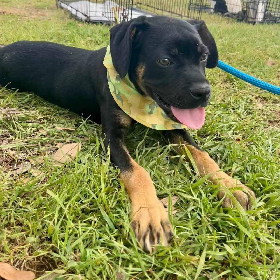 Jelly Belly, Adoptable, Young Male Boxer.