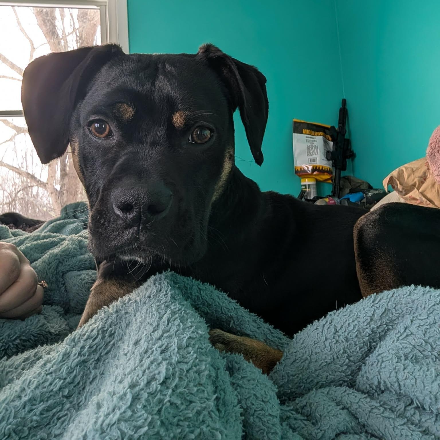 Enlarge Jelly Belly, a Adoptable mixed breed in Blairstown, NJ image 3/6