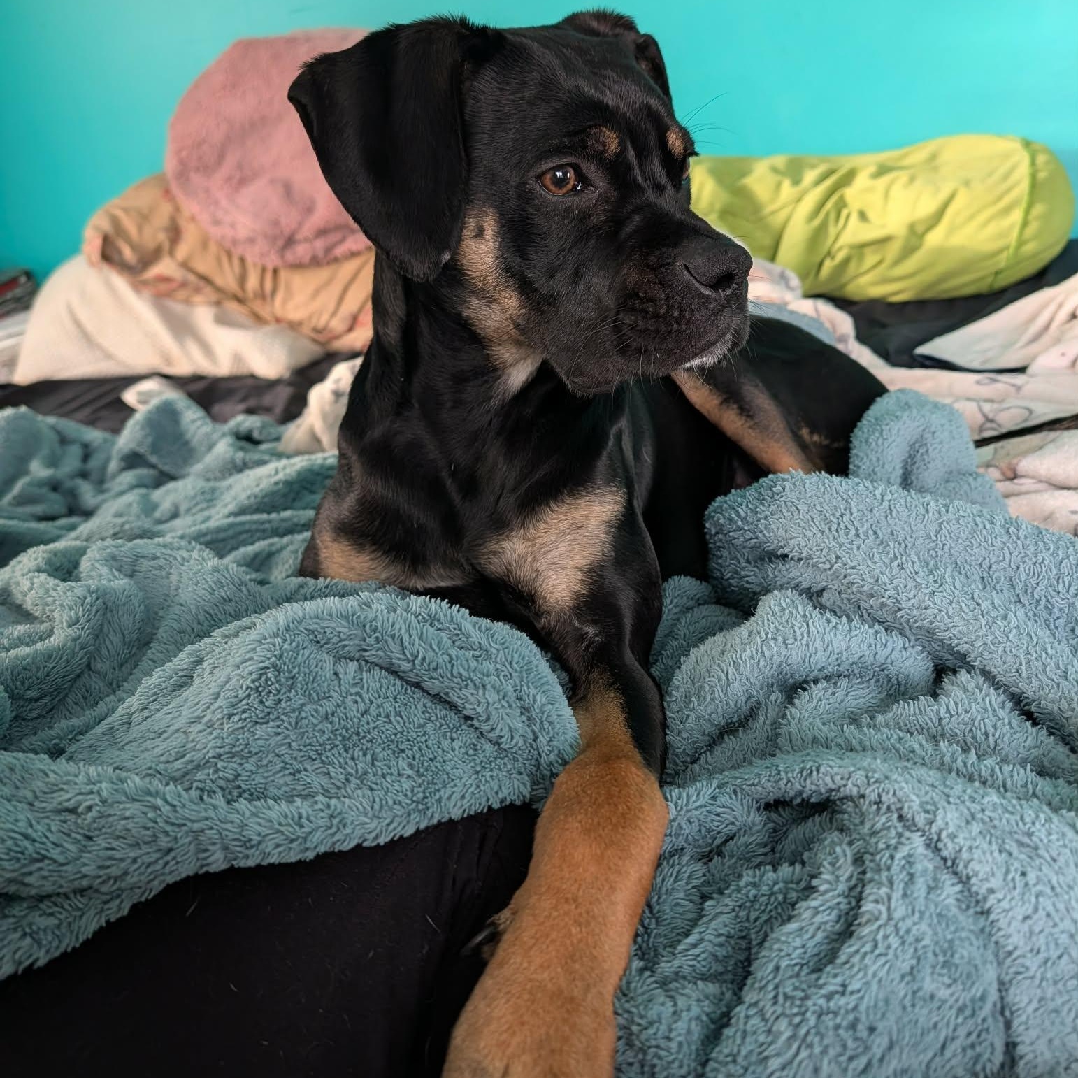 Enlarge Jelly Belly, a Adoptable mixed breed in Blairstown, NJ image 4/6