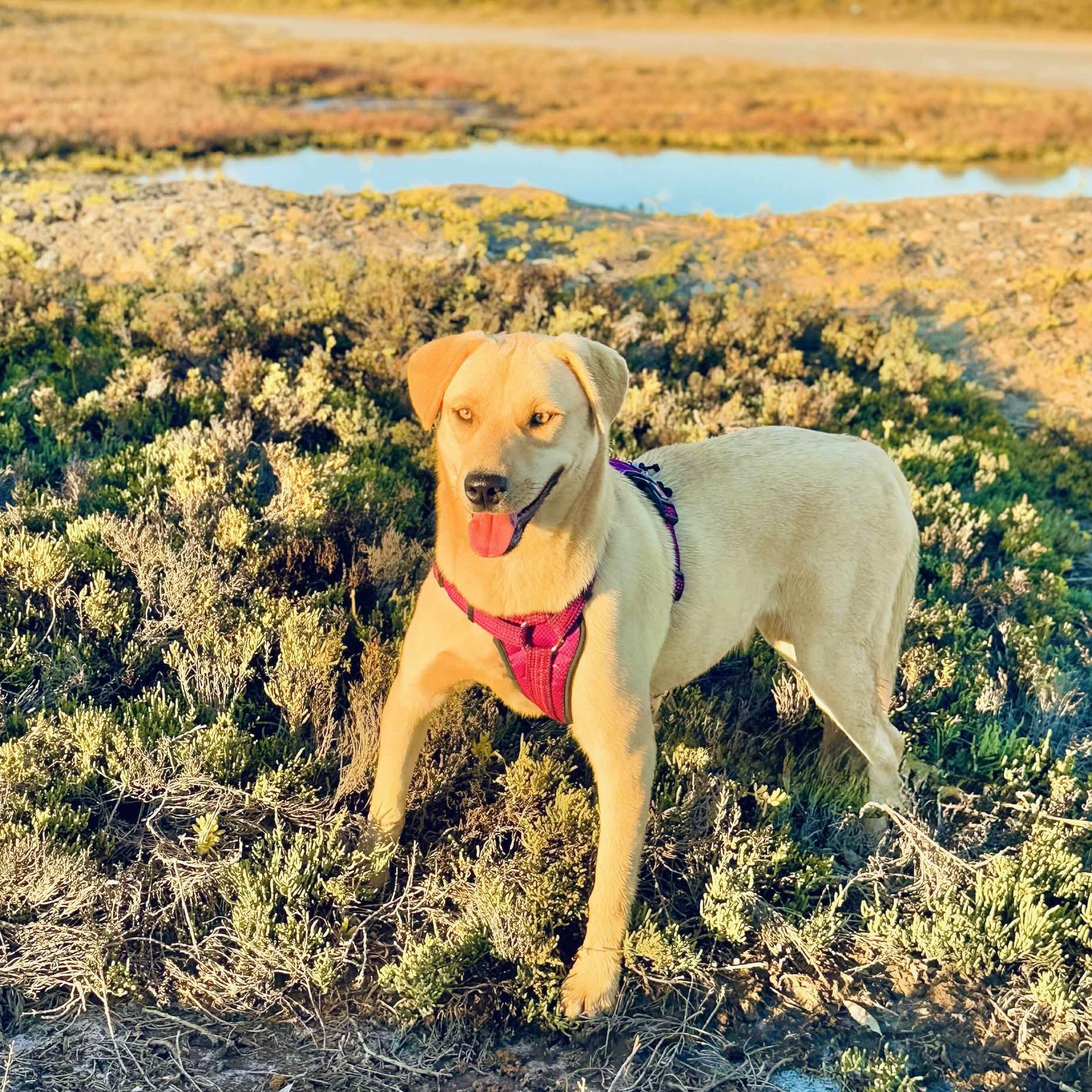 Enlarge Chickie, a Adoptable Labrador Retriever in San Diego, CA image 4/4