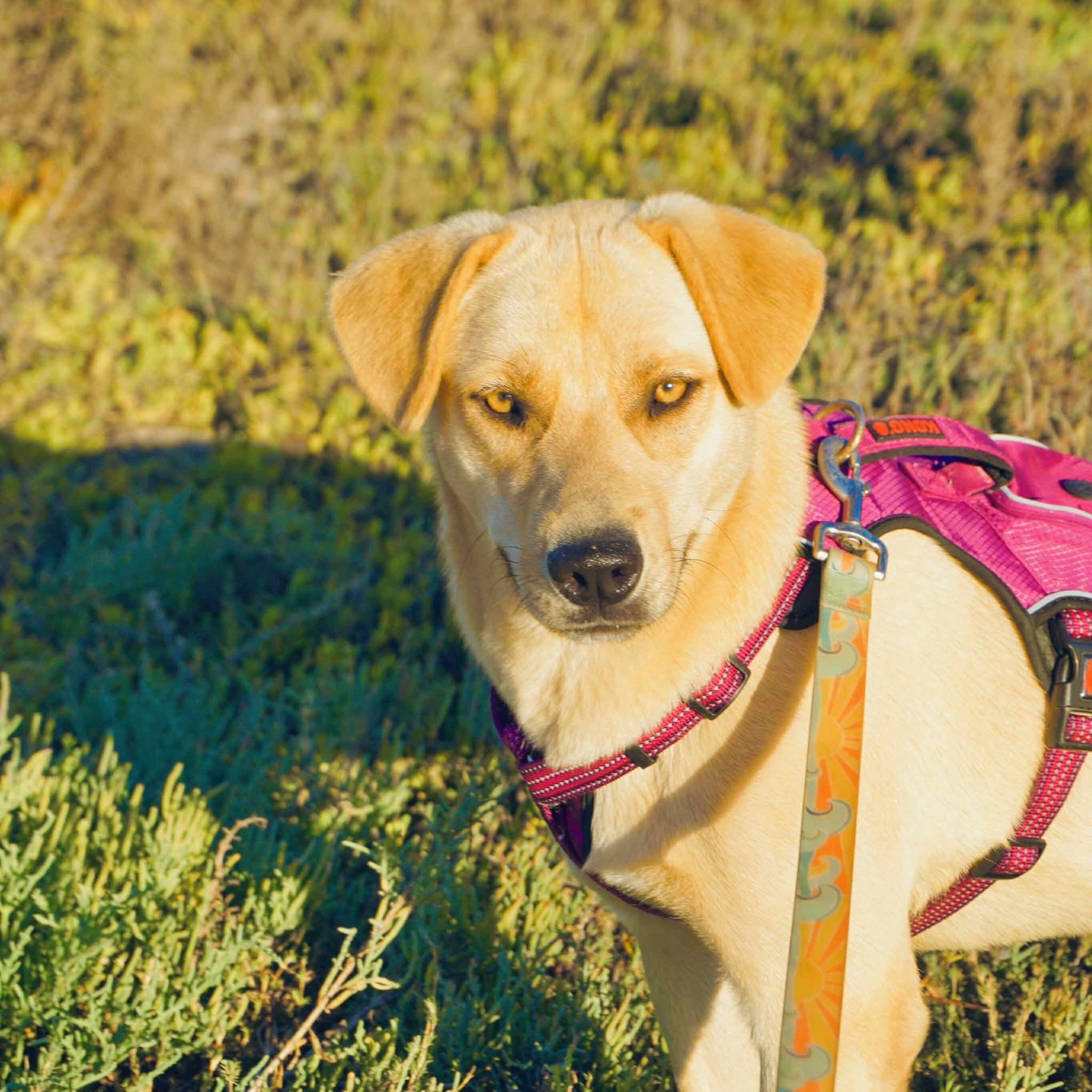 Chickie, Adoptable, Young Female Labrador Retriever.