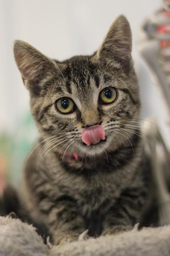 Fae, Adoptable, Young Female Tabby.