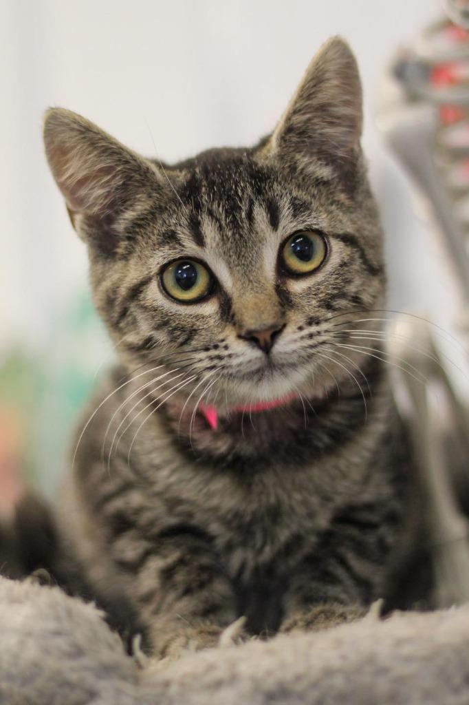 Enlarge Fae, a Adoptable Tabby in Calhoun, KY image 3/3