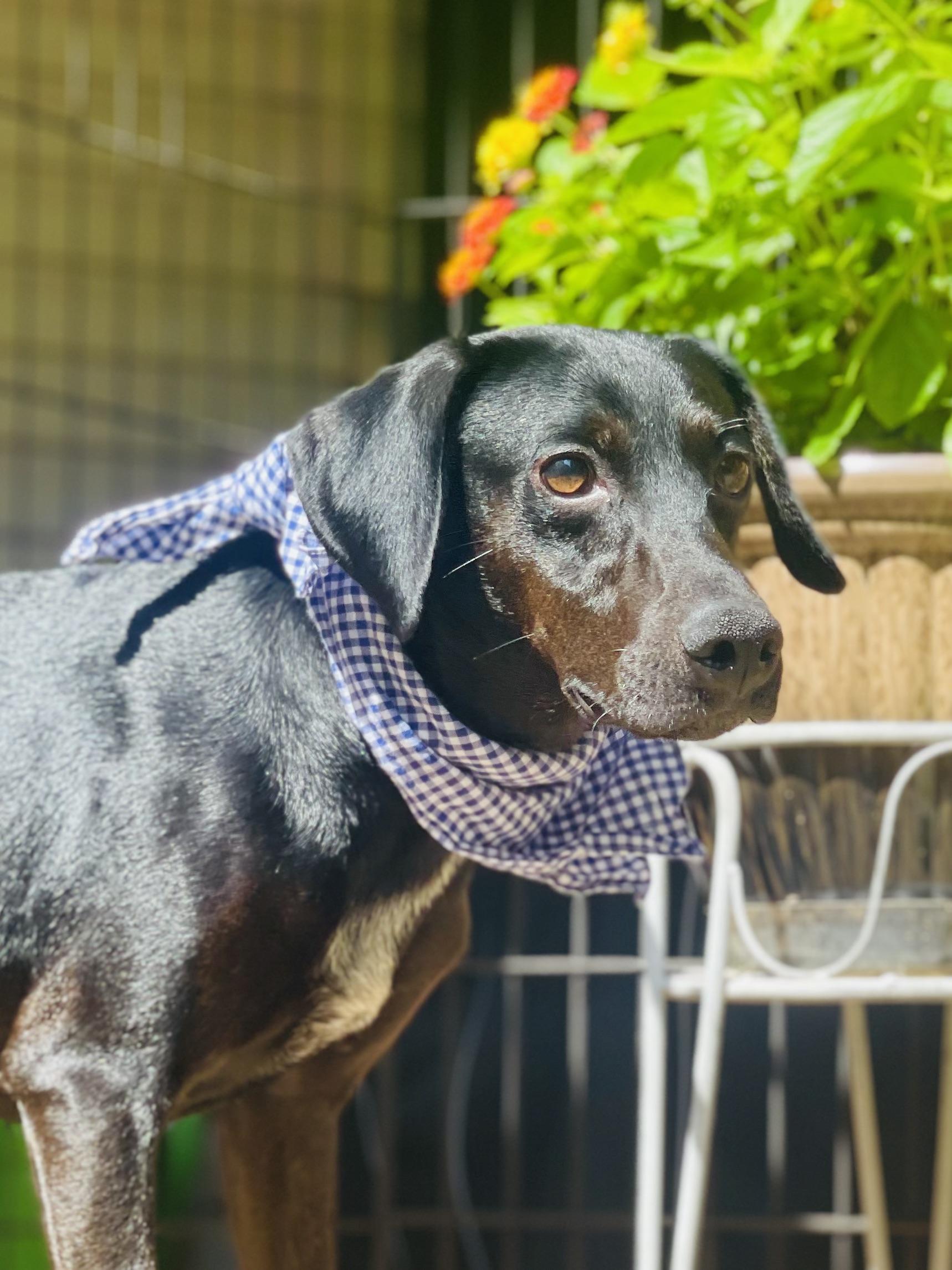 Rocky, a Adoptable mixed breed in Maryville, TN image 3/6
