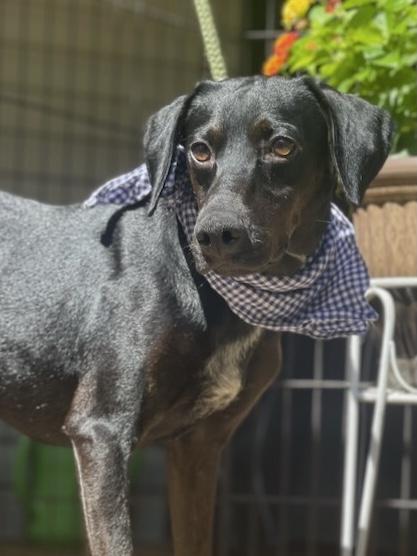 Rocky, a Adoptable mixed breed in Maryville, TN image 6/6
