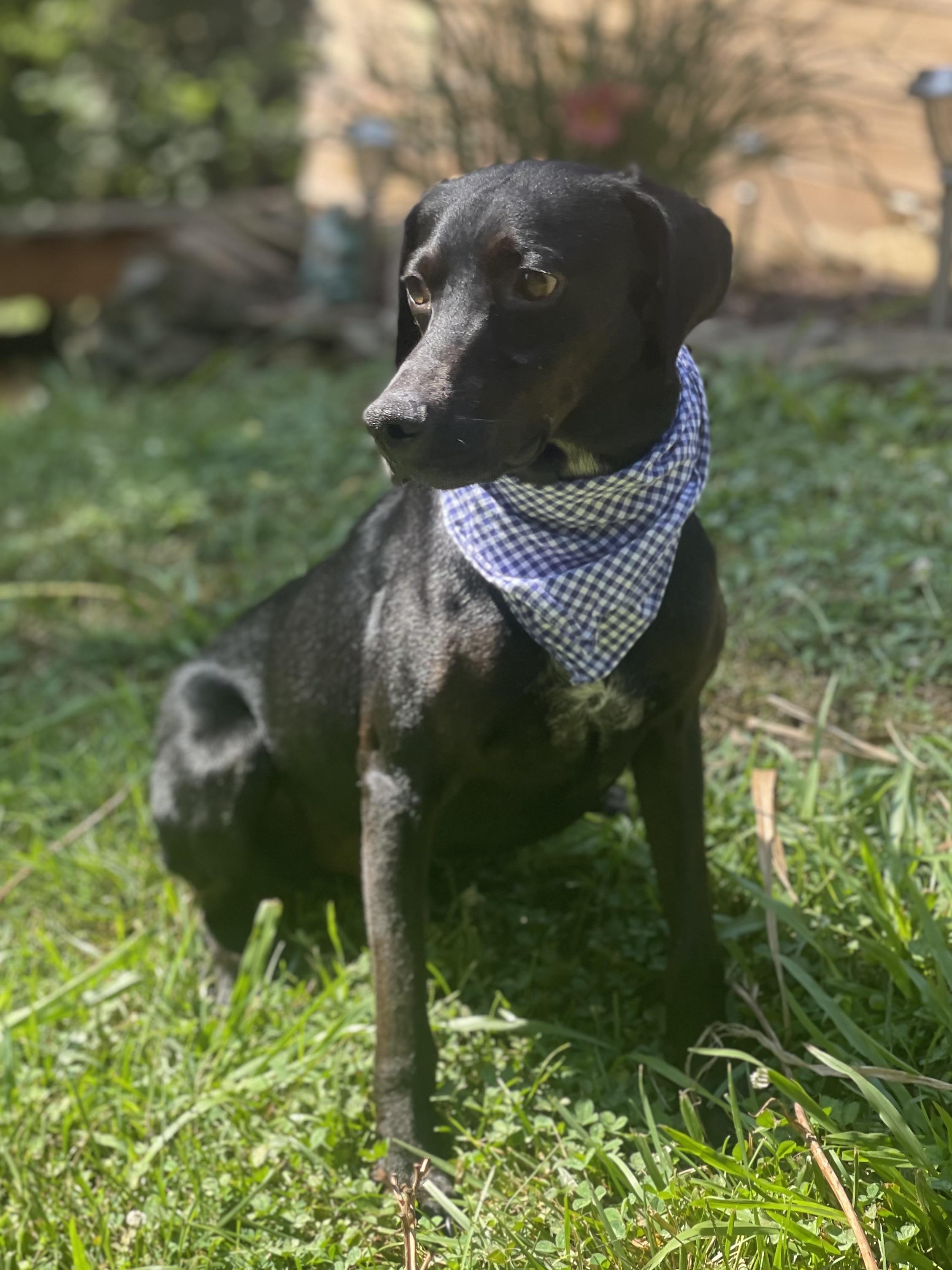 Rocky, a Adoptable mixed breed in Maryville, TN image 1/6