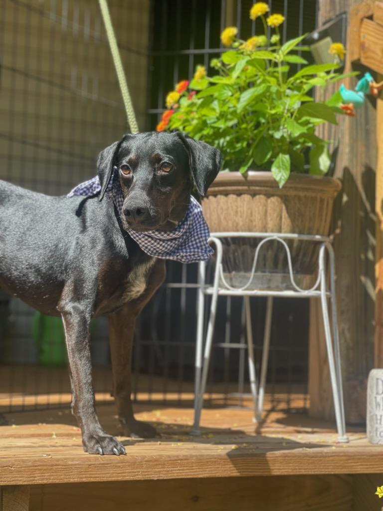 Rocky Black Labrador Retriever Dog