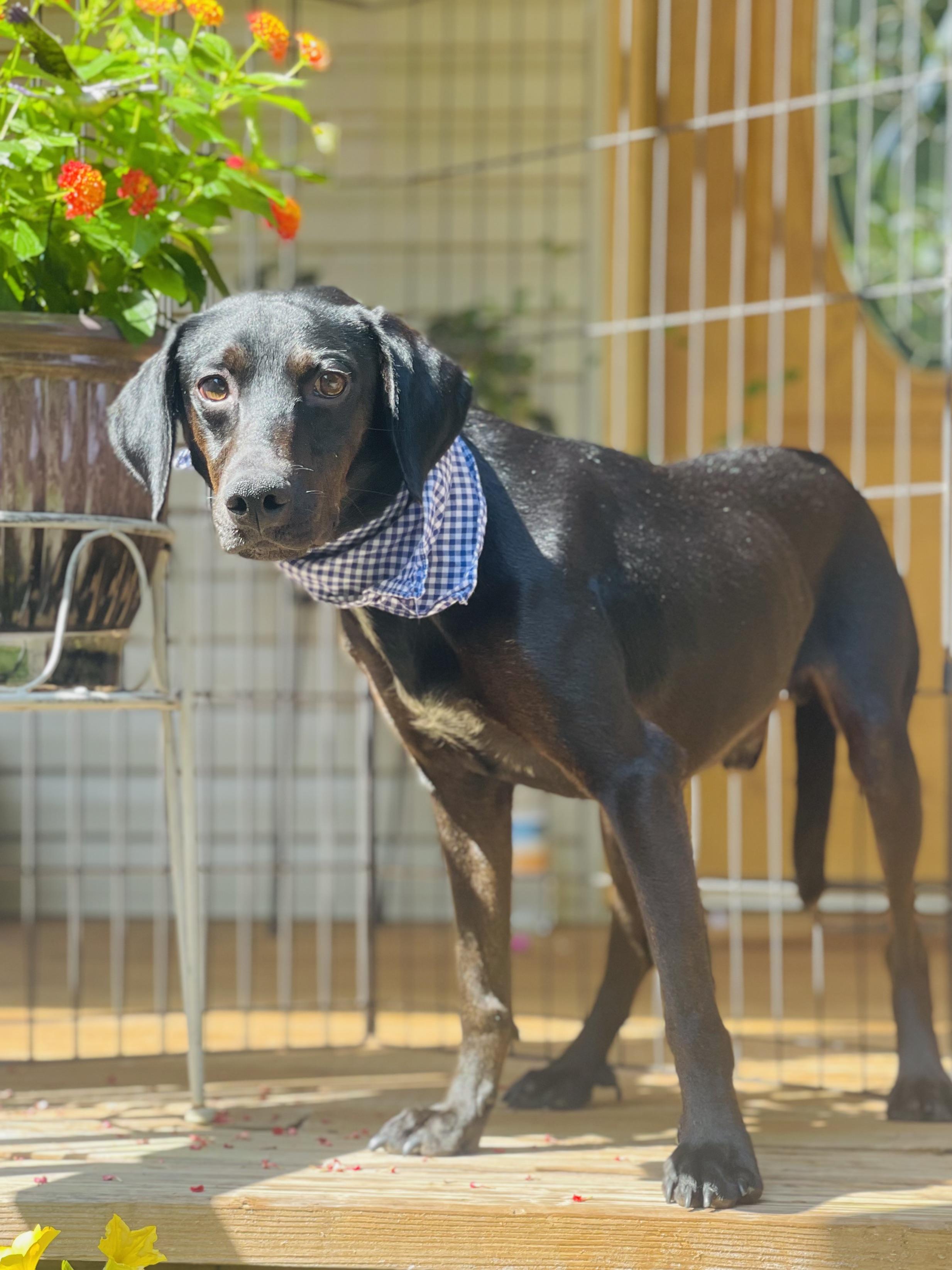 Rocky, a Adoptable mixed breed in Maryville, TN image 5/6