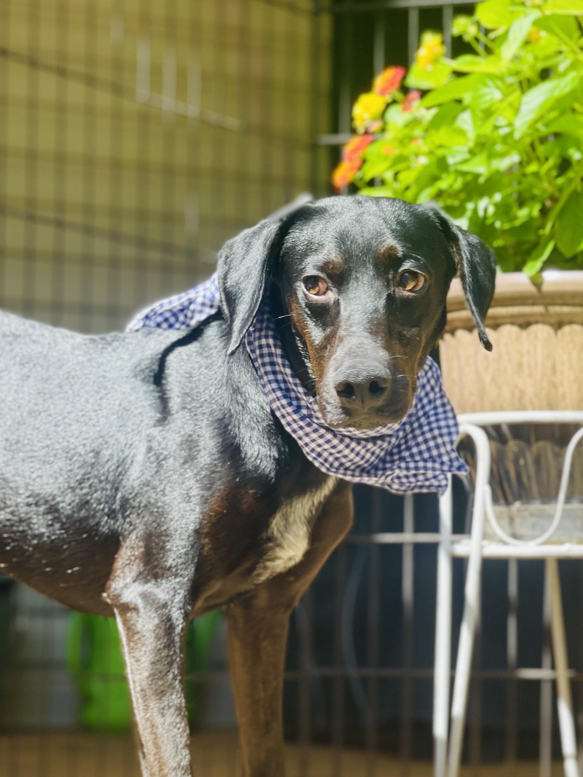 Rocky, a Adoptable mixed breed in Maryville, TN image 4/6