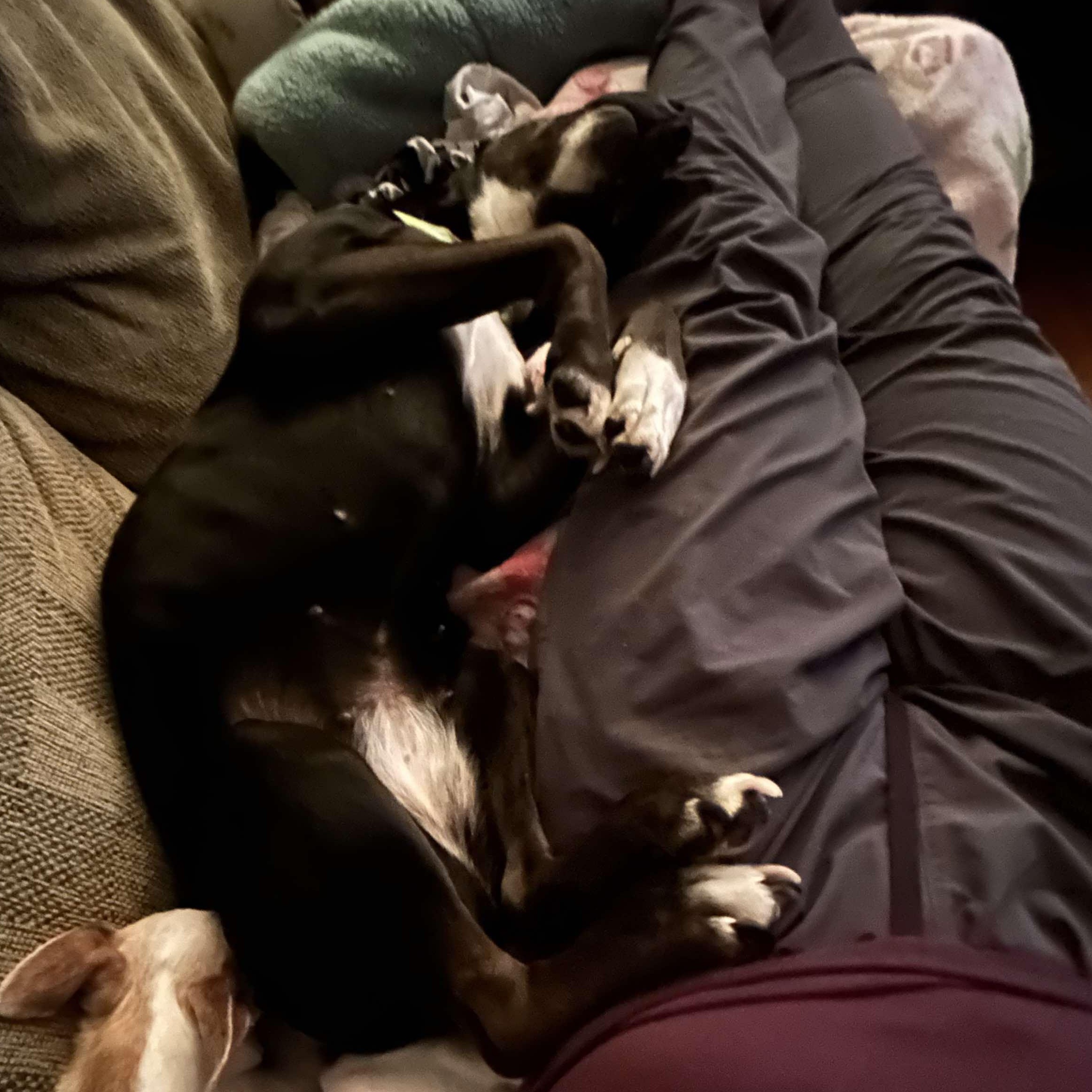 Diva, a Adoptable mixed breed in Falls Church, VA image 5/6